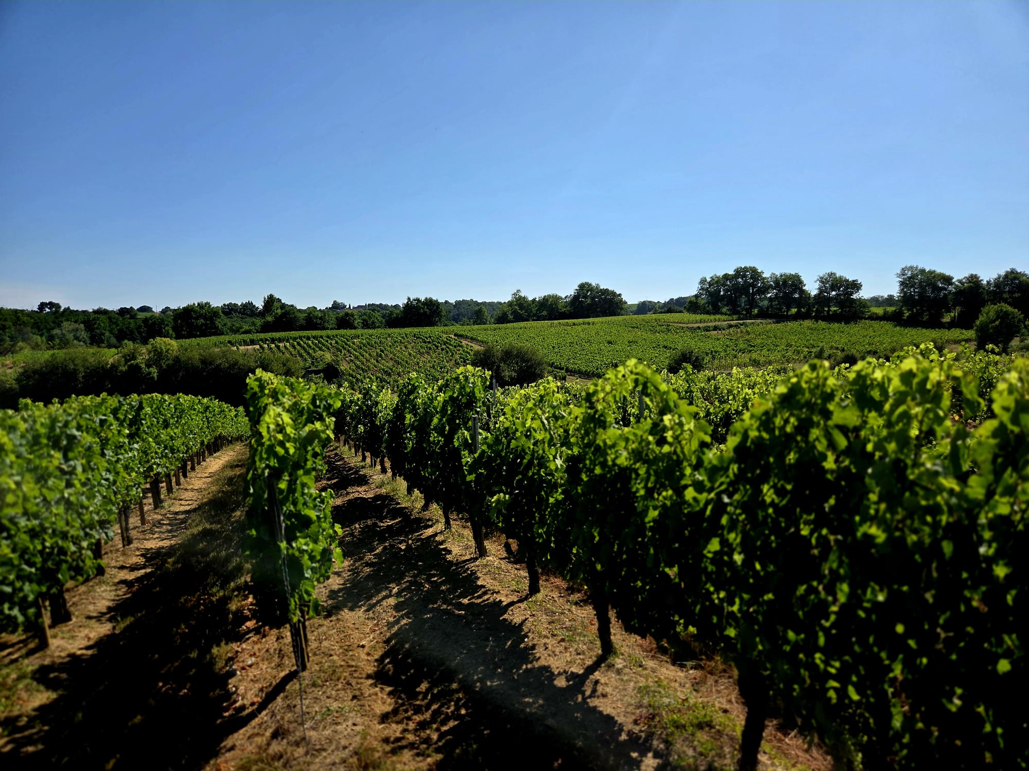 Vue panoramique des vignes de Château Martinat, Côtes de Bourg